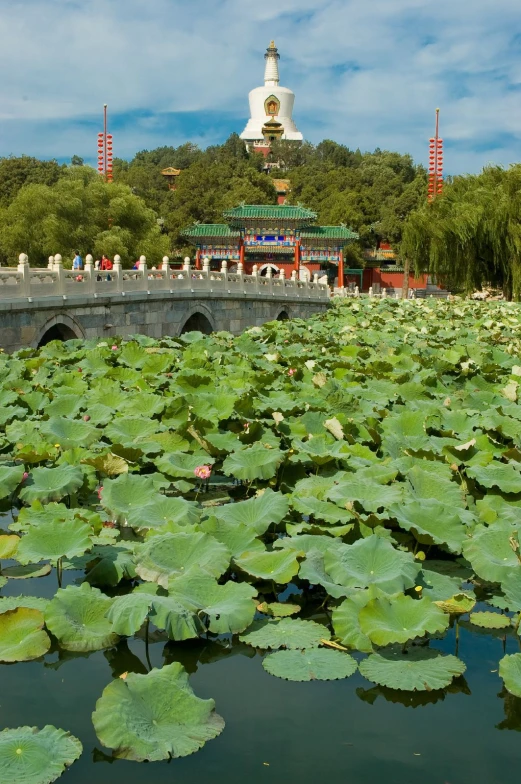 a bridge over the water with lily pads in front