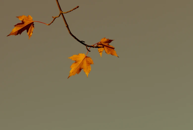 a nch with two yellow leaves on it