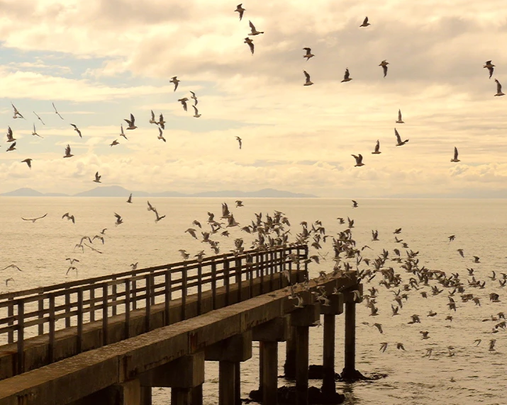 seagulls flying from a pier over the water