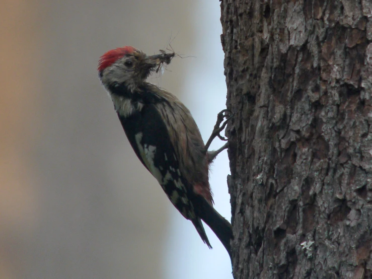 a bird with red head standing on the nch of a tree