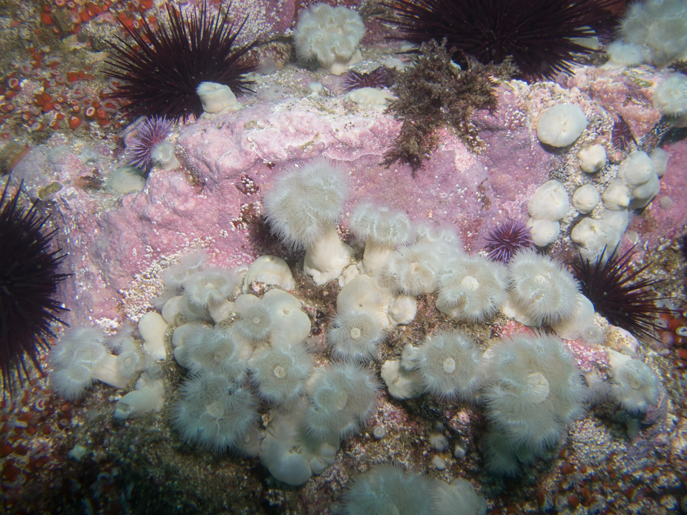 a coral with sea urchins on the bottom of it