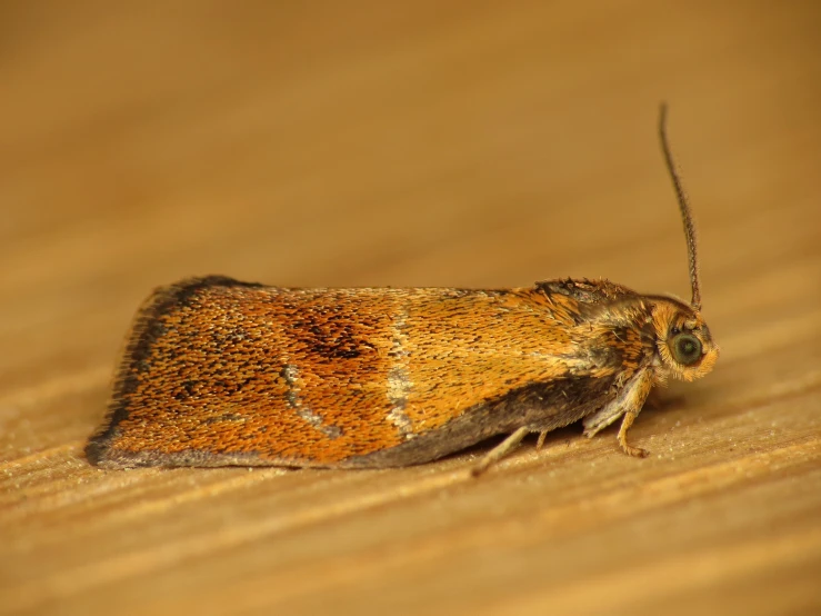 a brown and white moth sitting on a table