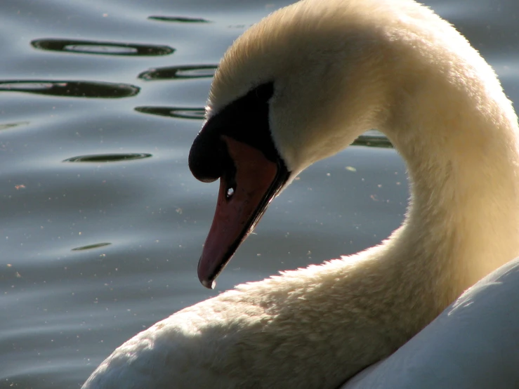 a swan in the water looking to its right