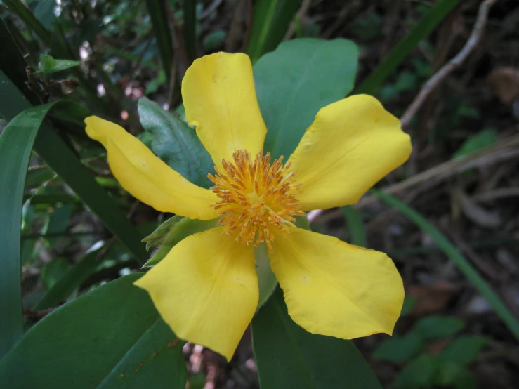 close up s of a yellow flower in the middle of a field