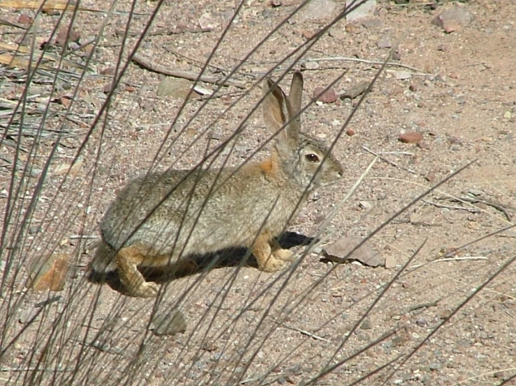 a rabbit with its eyes closed sitting among the rocks and sticks