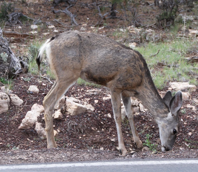 a single deer eating grass on the side of a road