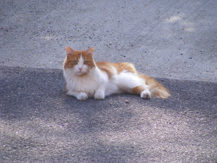 a brown and white cat laying on top of pavement