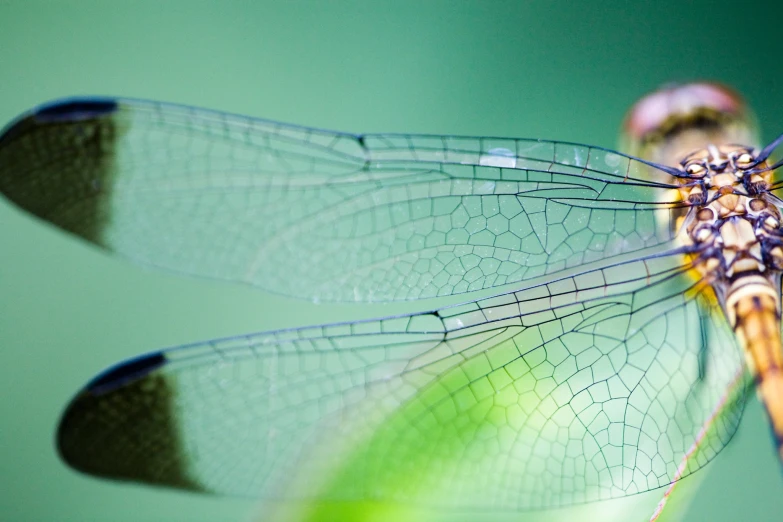 a blue dragonfly resting on a blade of grass