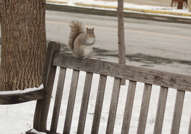 squirrel sitting on the back of a bench next to a tree