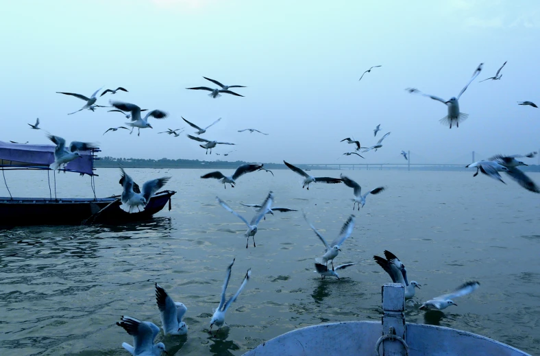 a flock of birds flying above a boat in the water