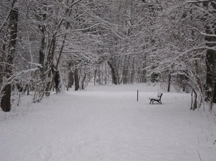 a snowy pathway with a bench and trees