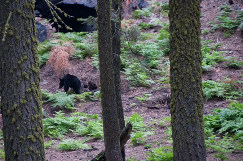 a bear is in the middle of the trees