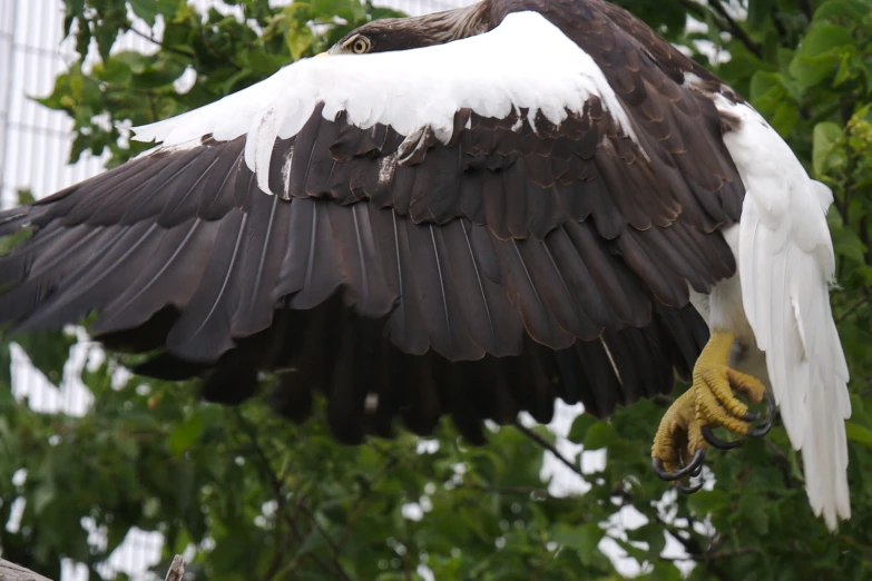 a large white and black bird flying next to a bunch of trees