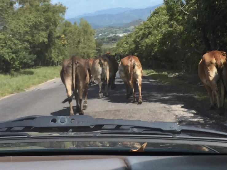 horses are being followed by cars on the road