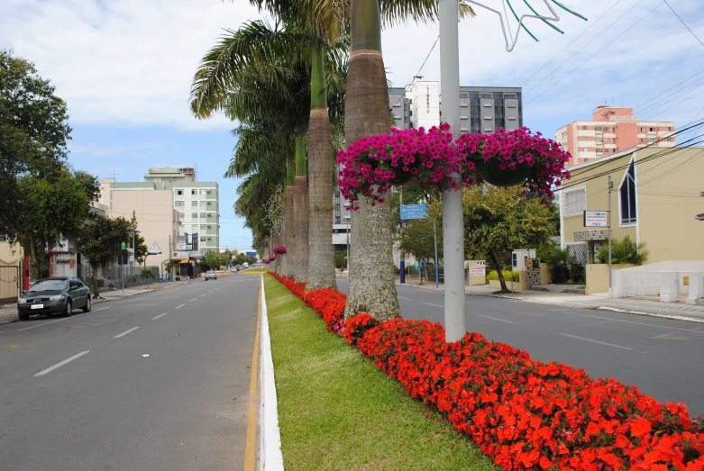 a road with buildings and flowers along the side