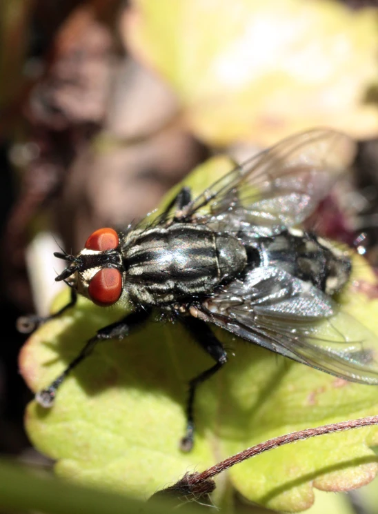 two flies are resting on top of a leaf