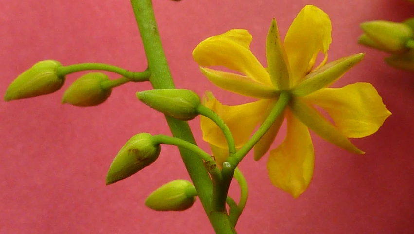 yellow flower with buds on stem against pink wall
