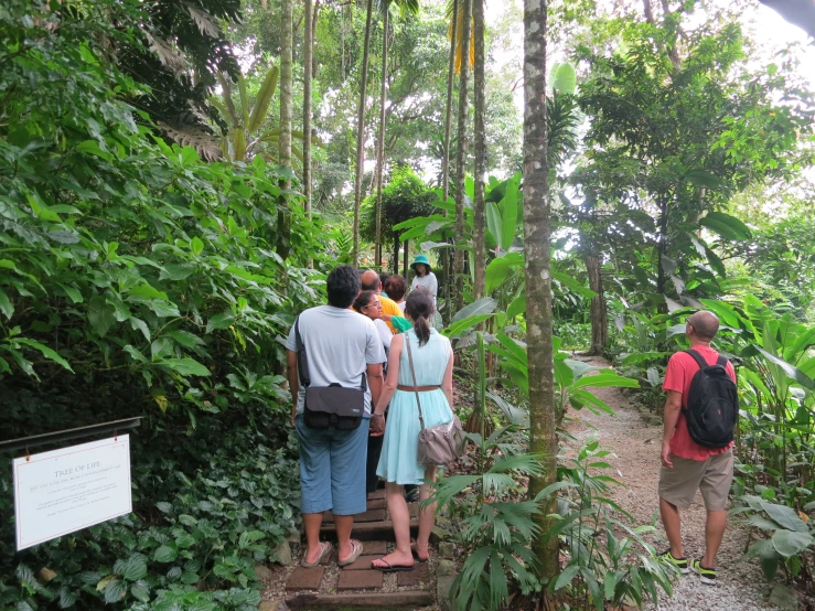 people with their backs to the camera are climbing a set of stairs in the jungle