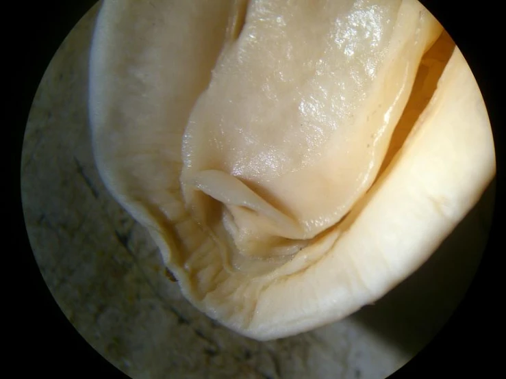 the top view of a sliced peeled apple