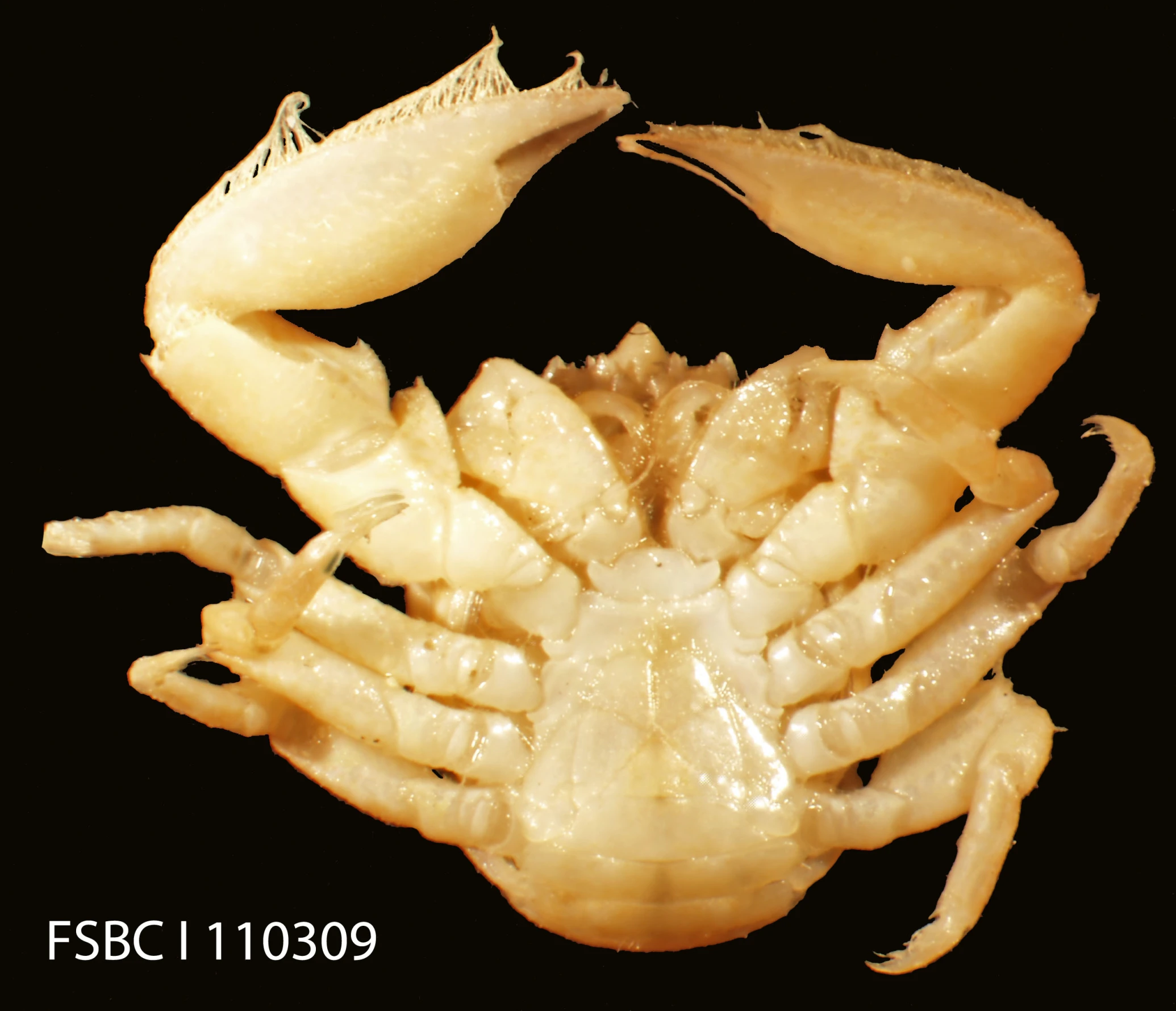 the front part of a crab showing two claws