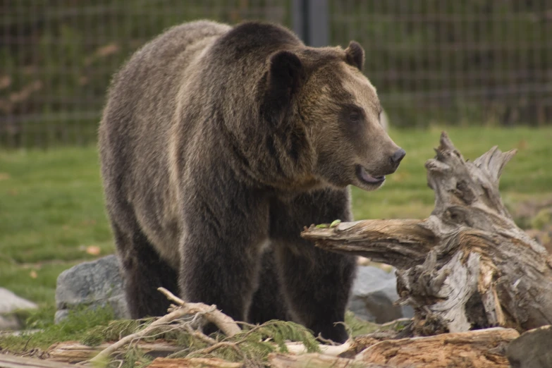 a brown bear standing by a log in the grass