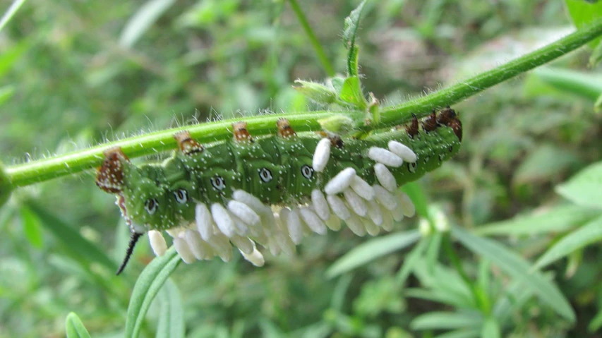 a close - up of a fern plant with white flowers
