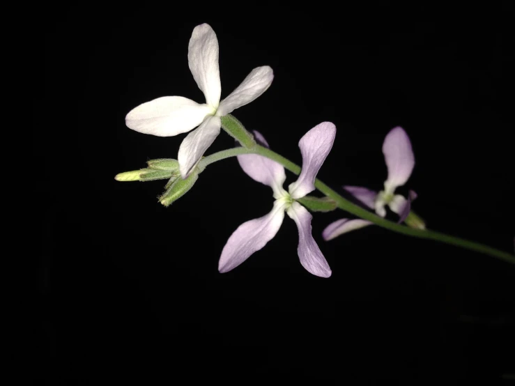 an orchid flower is displayed on a black background