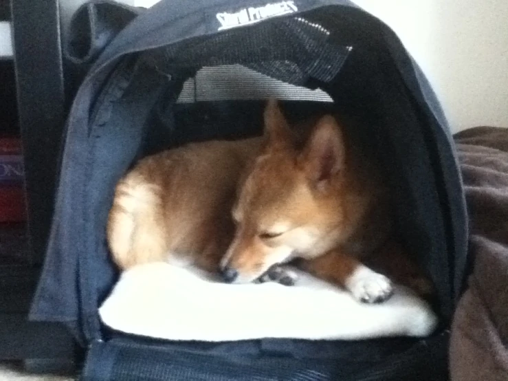 the dog is resting comfortably in its carrier