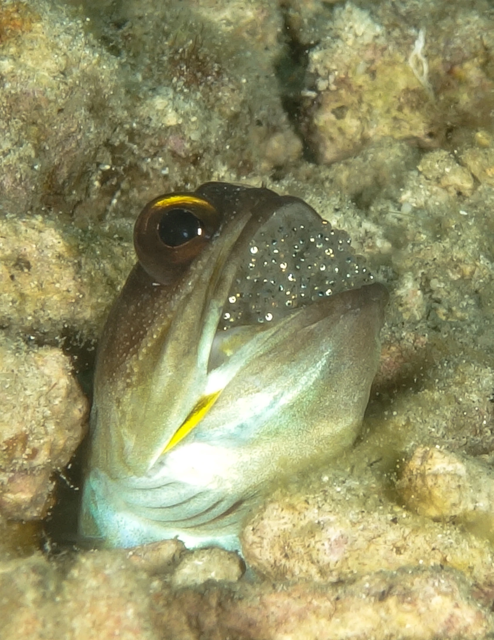a small yellow and black fish with a large black head