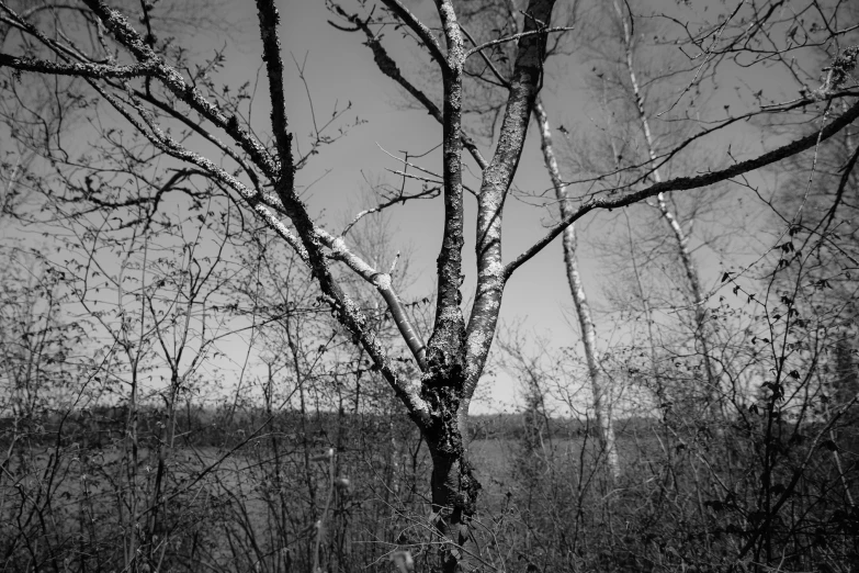 a tree stands in the background in front of some bushes