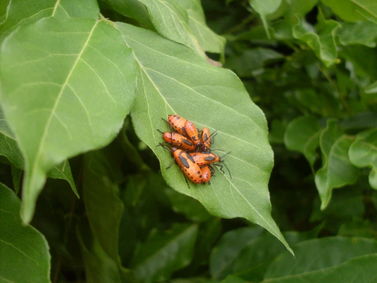 a group of orange bugs sitting on top of a leaf