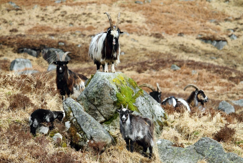 goats on a hill, near rocks, grass, and rock - throwing rocks