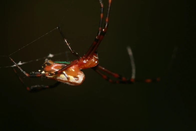 the large spider is hanging on its web