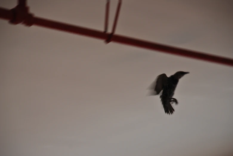 a black bird flying through the sky over another bird