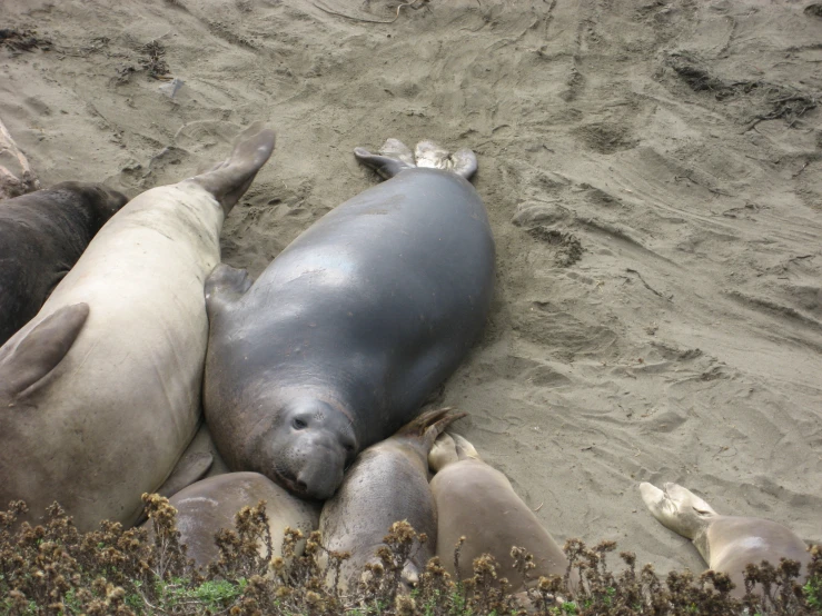 a group of sea animals laying in the sand