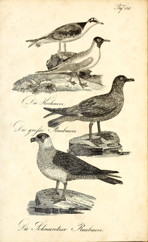 four birds in a series of four that appears to be from the past