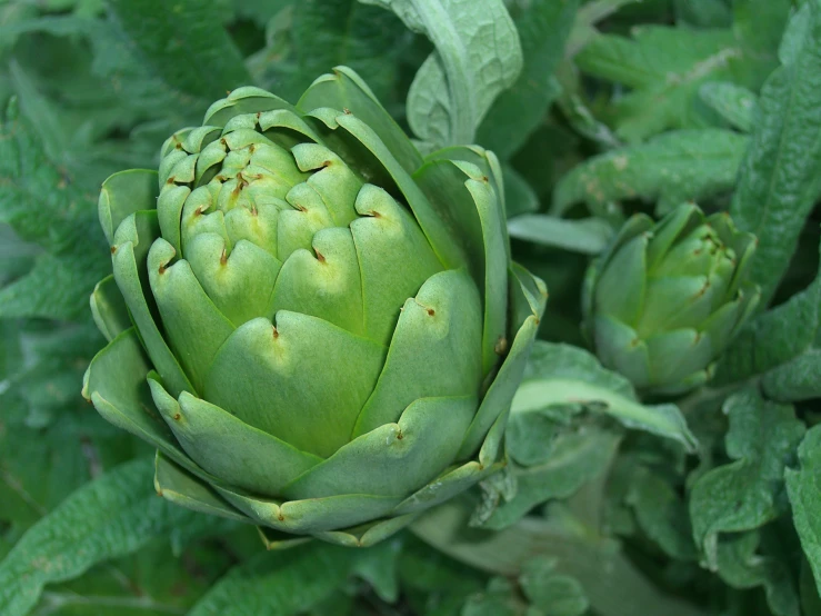 an artichoke flower growing in a field