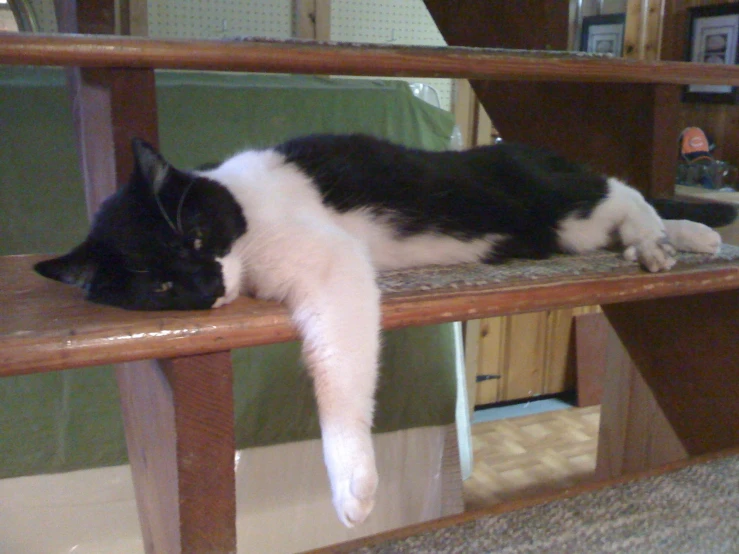 a cat is sitting on a wooden shelf