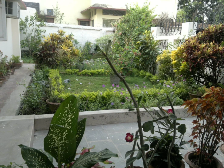 a grassy lawn surrounded by shrubbery and plants