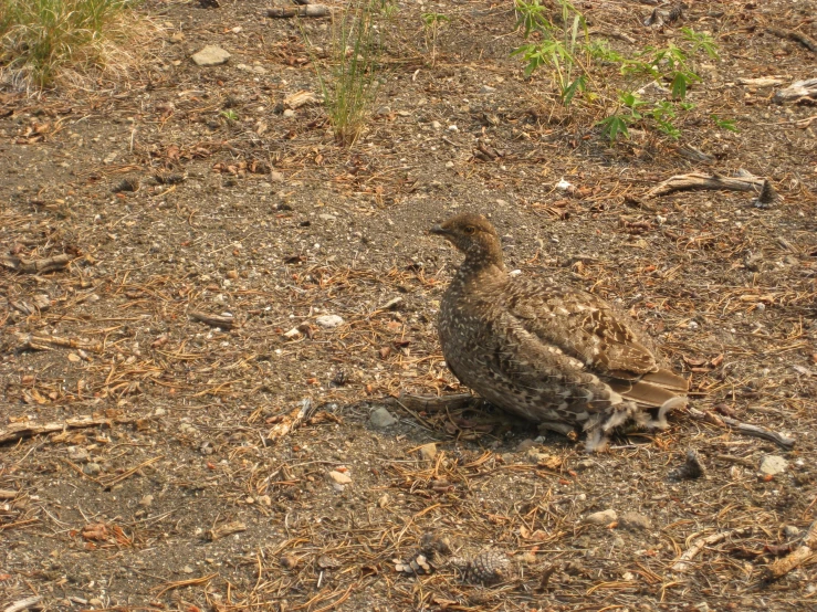 a small brown duck sitting on top of dry grass