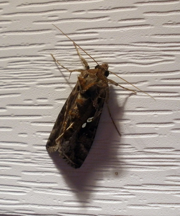 a moth sitting on the wall in an unfinished room