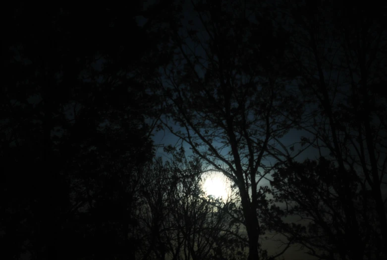 a full moon seen through the silhouette of some trees