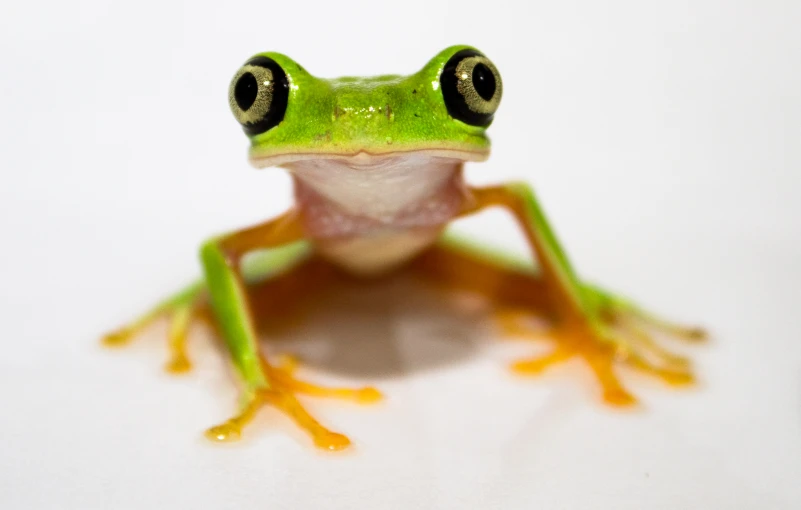 close up image of a green frog looking into the camera