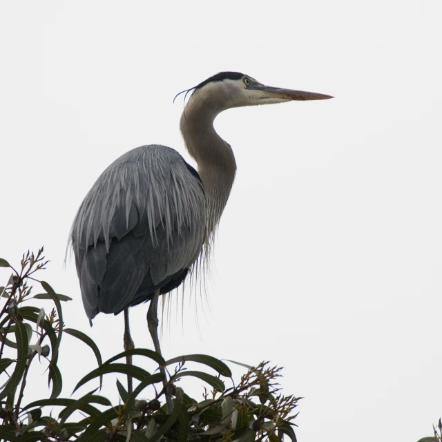 a very big bird standing up in a tree