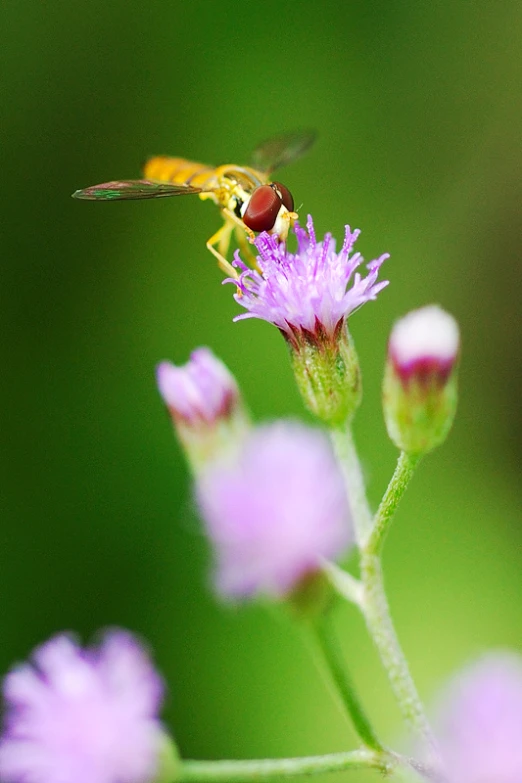 a fly hovers on top of a purple flower