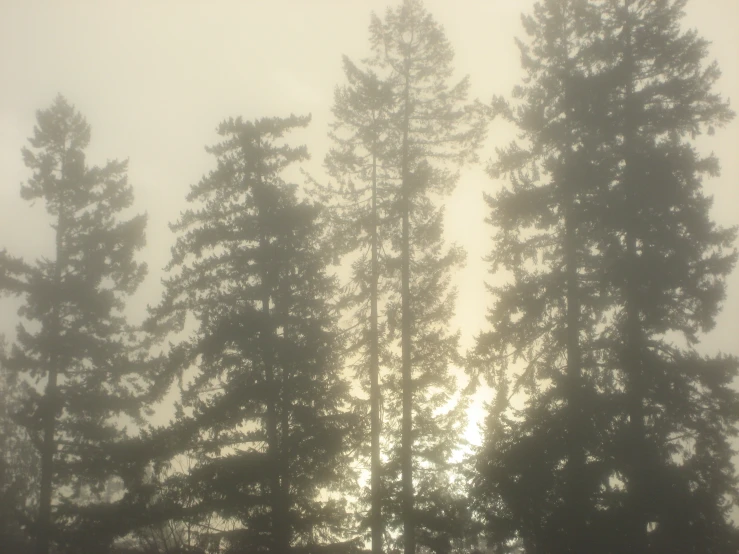 fog covered tree tops and ground in a forest