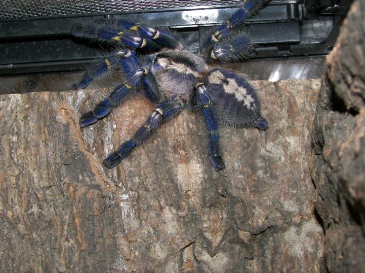 there is a very large blue spider sitting on the tree