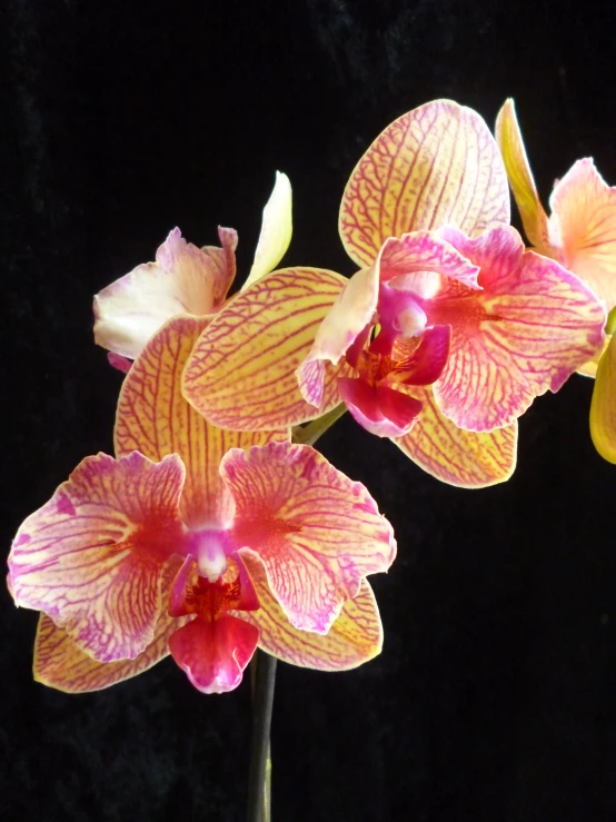 yellow and pink flowers with black background