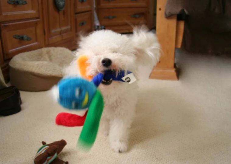 a small white dog holding toothbrush and toy on the ground