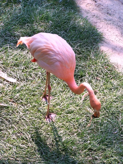 pink flamingo walking in the green grass